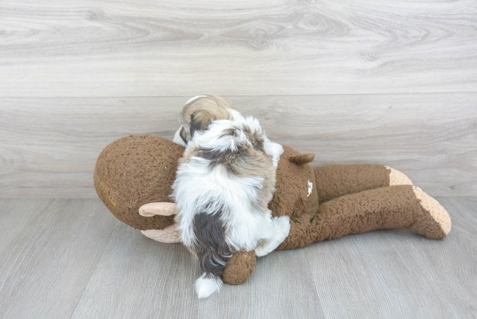 Petite Havanese Purebred Puppy