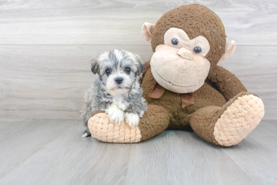 Smart Havanese Purebred Puppy