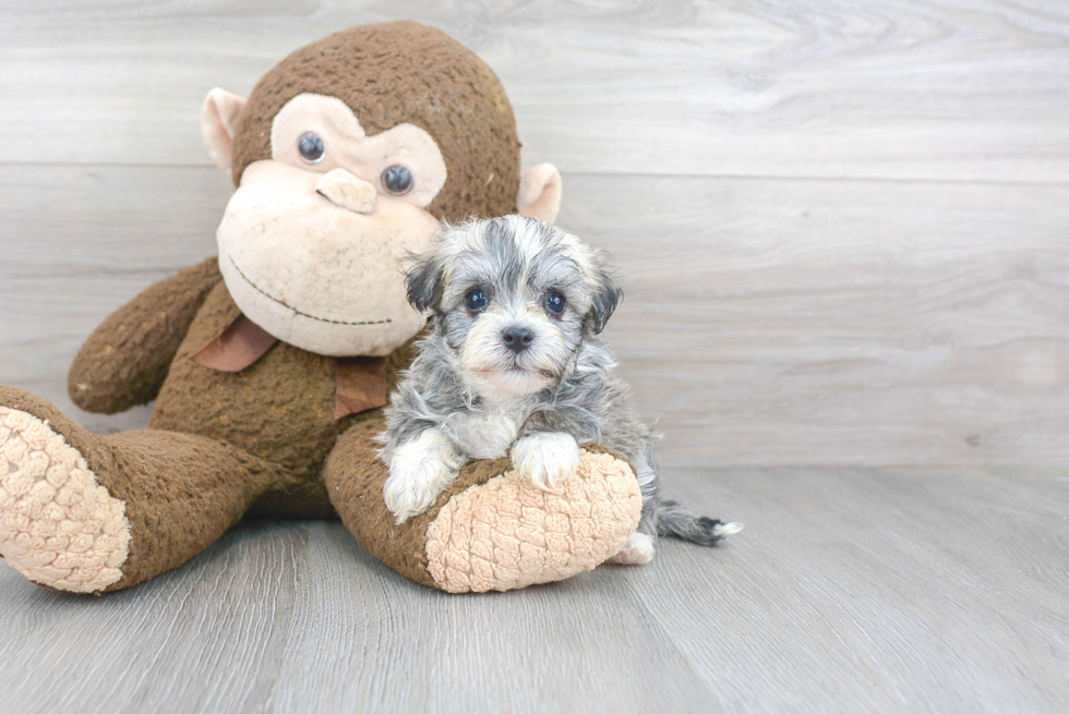 Havanese Pup Being Cute