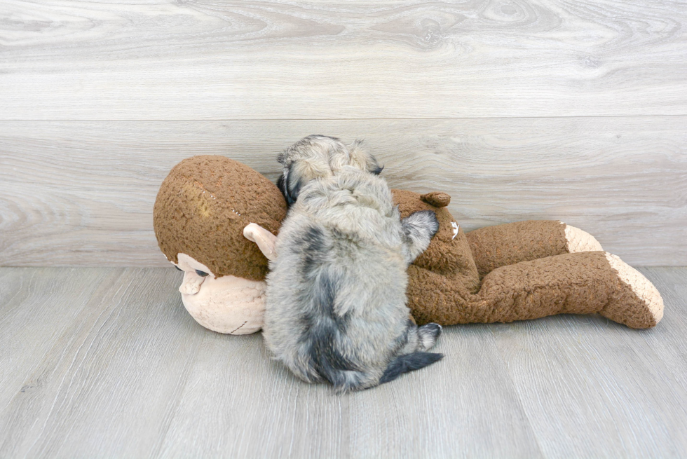 Cute Havanese Purebred Pup