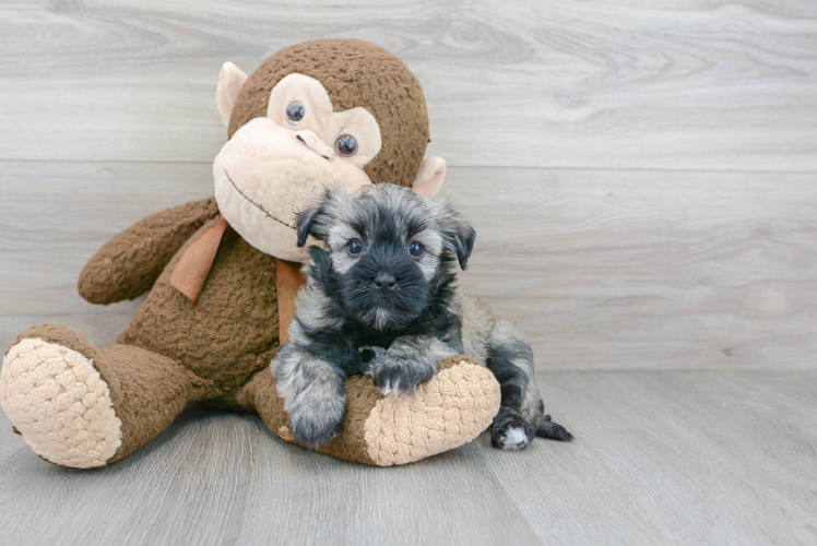 Cute Havanese Purebred Puppy