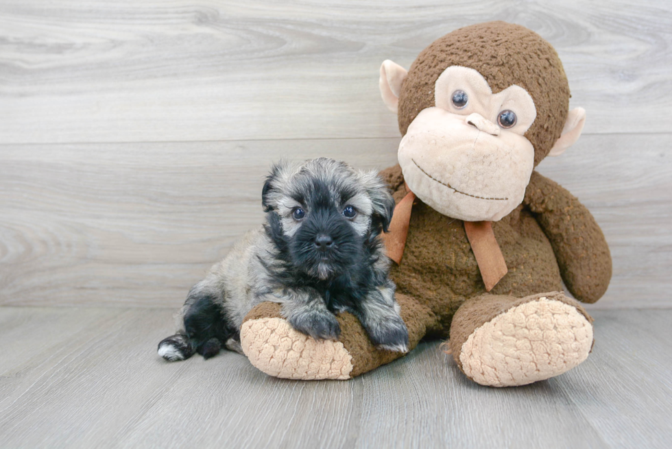 Cute Havanese Purebred Puppy