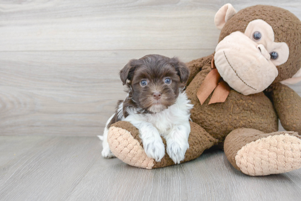 Havanese Puppy for Adoption