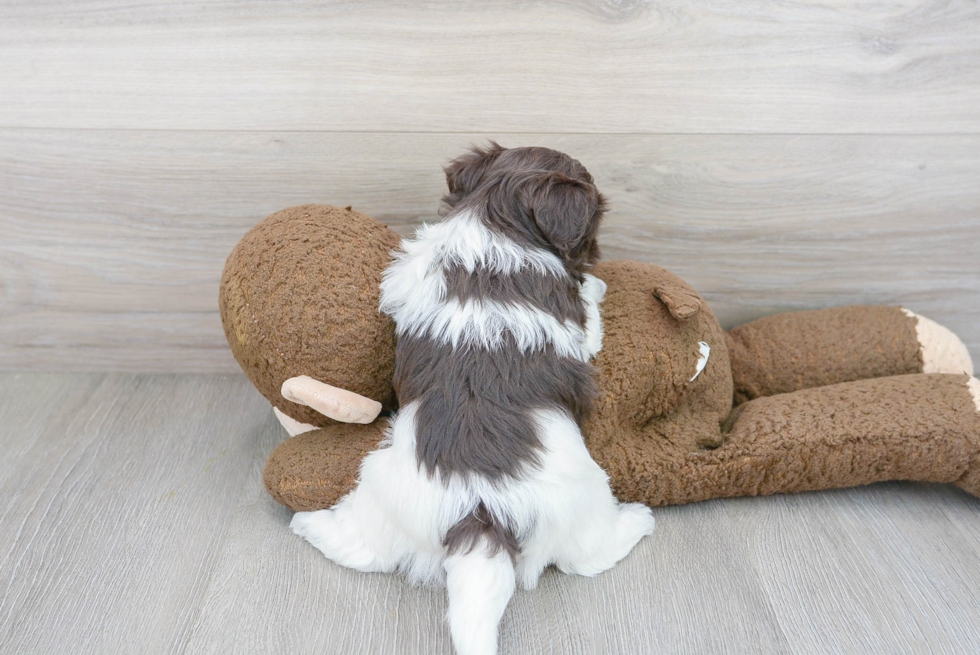 Energetic Havanese Purebred Puppy