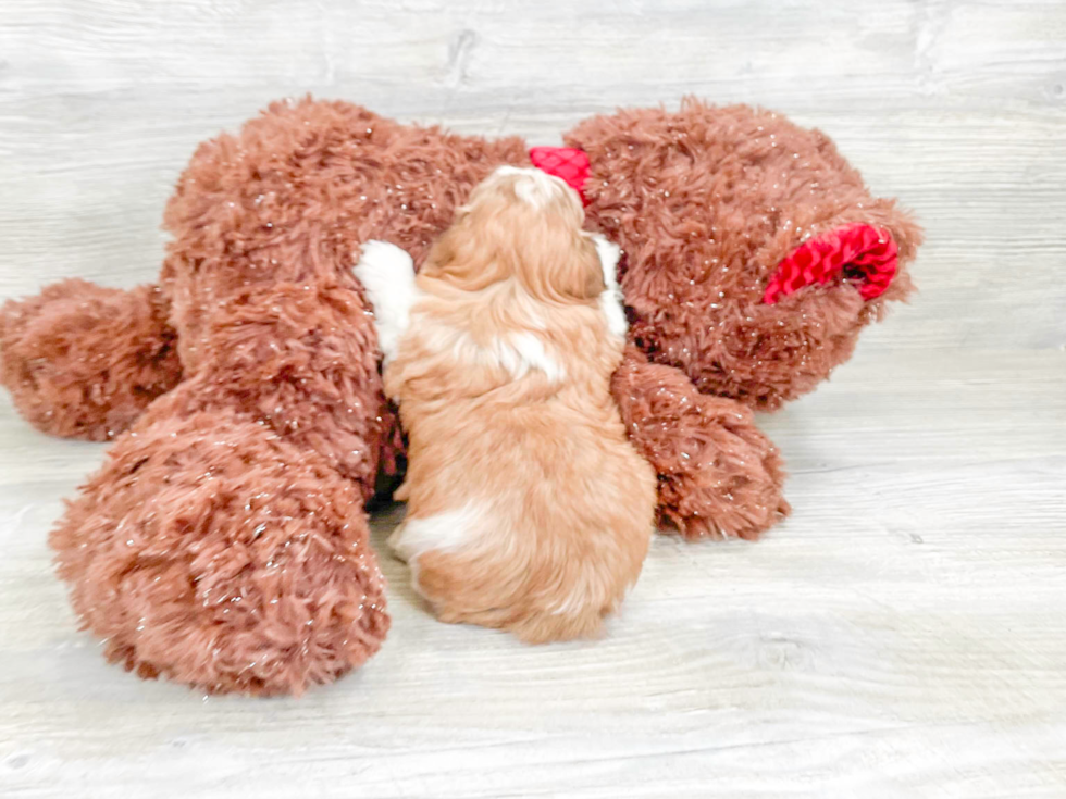 Best Havanese Baby