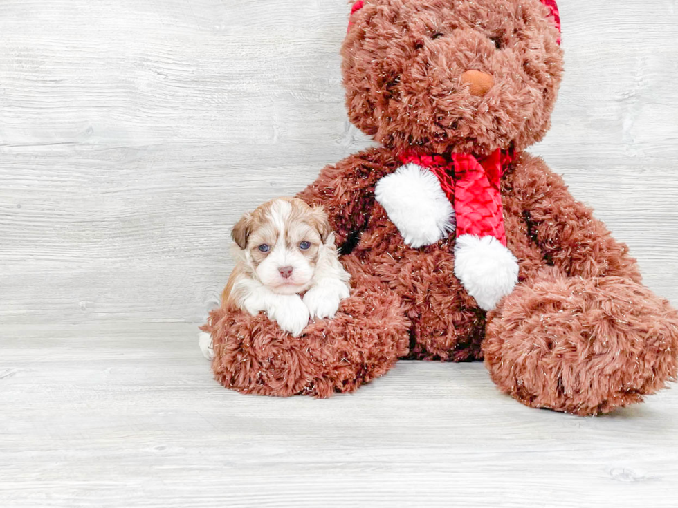 Small Havanese Baby