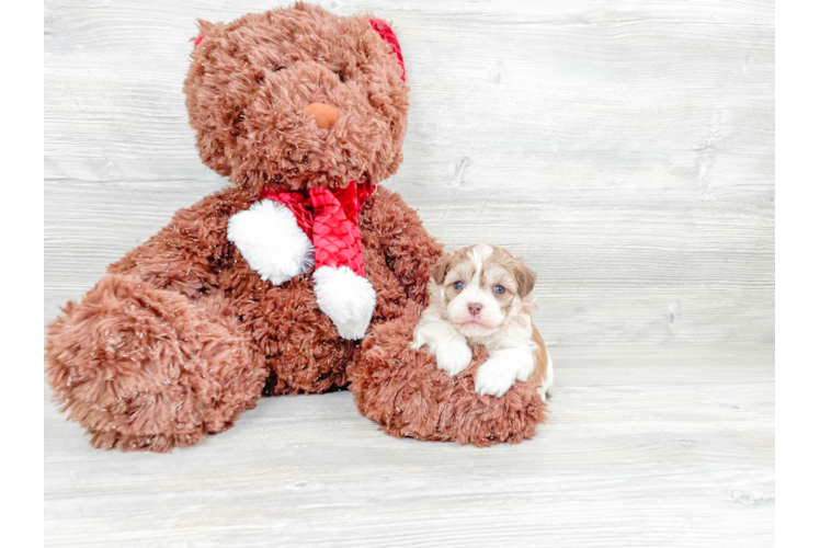 Popular Havanese Baby