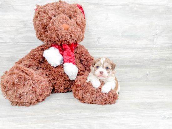 Popular Havanese Baby