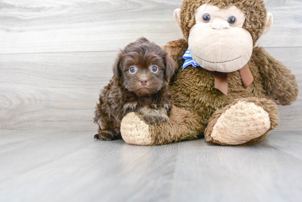 Best Havanese Baby