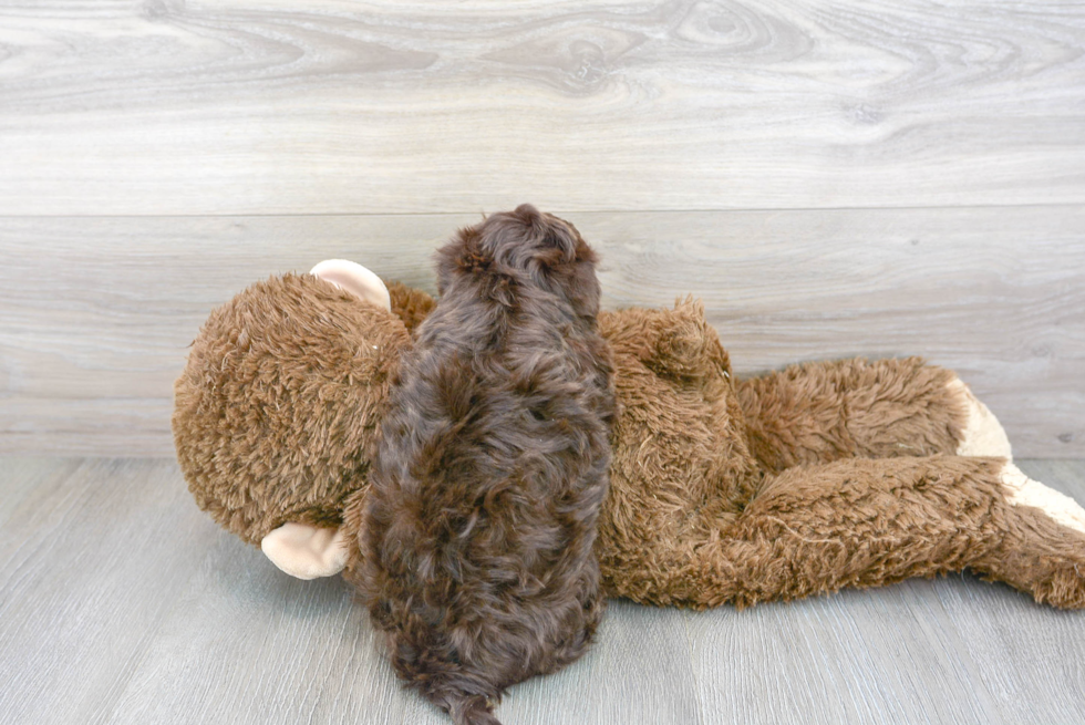 Small Havanese Purebred Pup