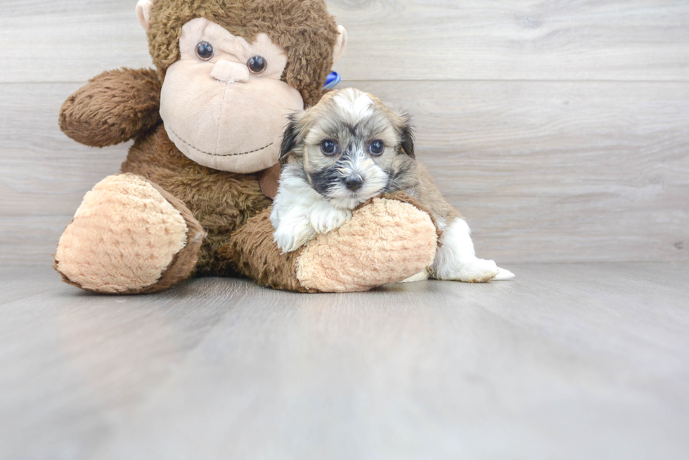 Small Havanese Purebred Pup