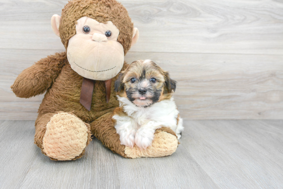 Small Havanese Baby