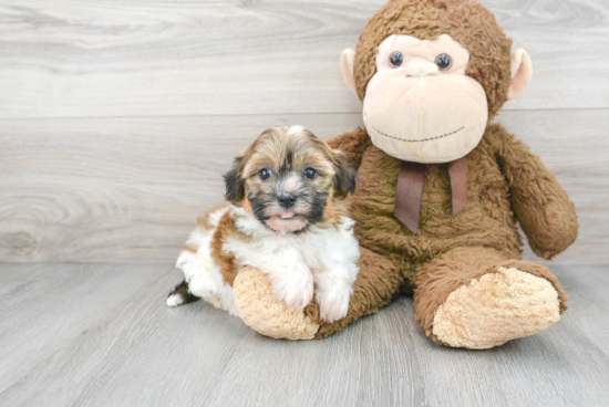 Friendly Havanese Purebred Pup