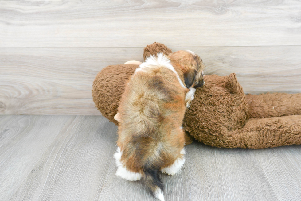 Playful Havanese Purebred Pup