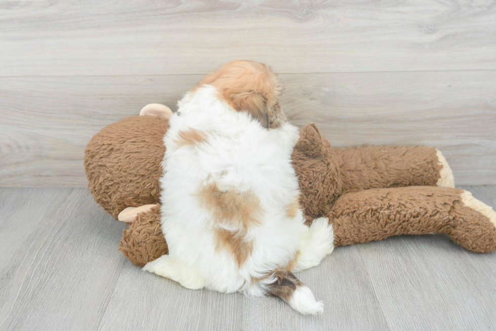 Energetic Havanese Purebred Puppy