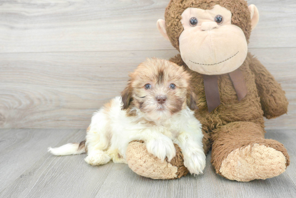 Havanese Pup Being Cute