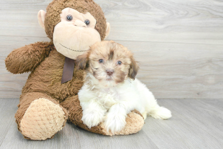 Popular Havanese Purebred Pup