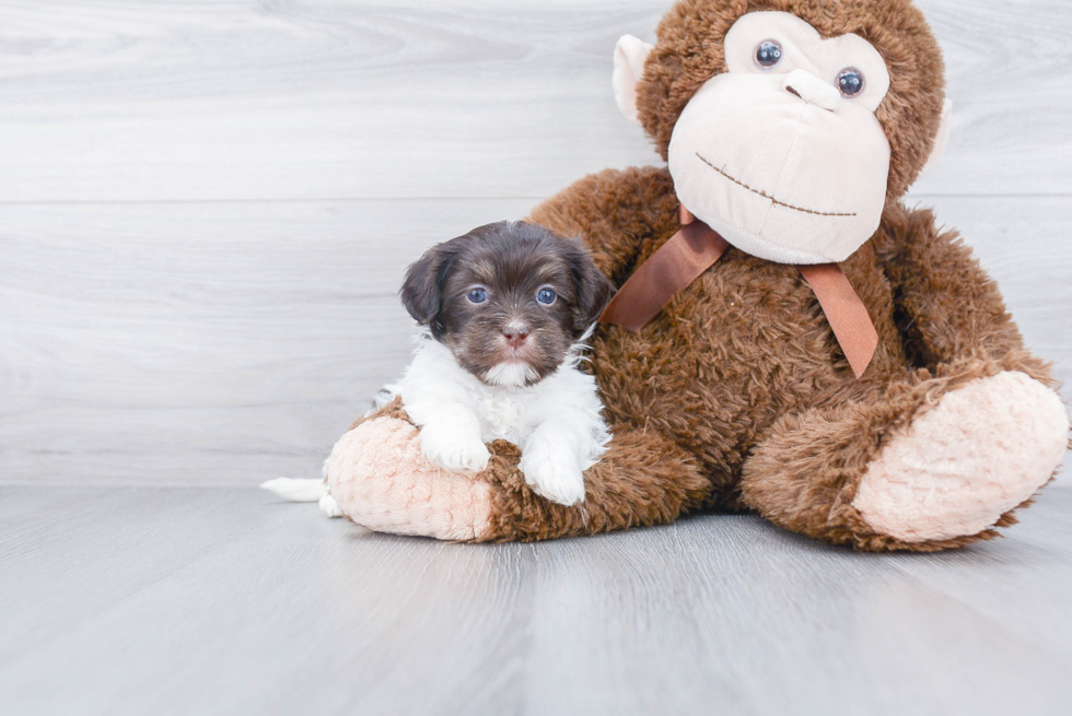 Happy Havanese Purebred Puppy