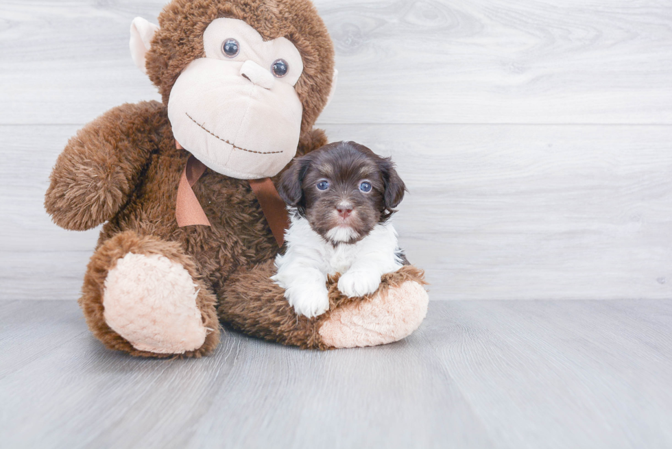 Havanese Puppy for Adoption