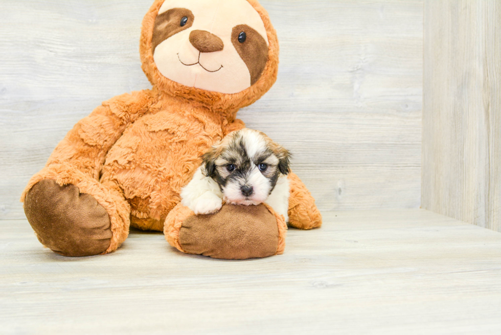 Havanese Puppy for Adoption