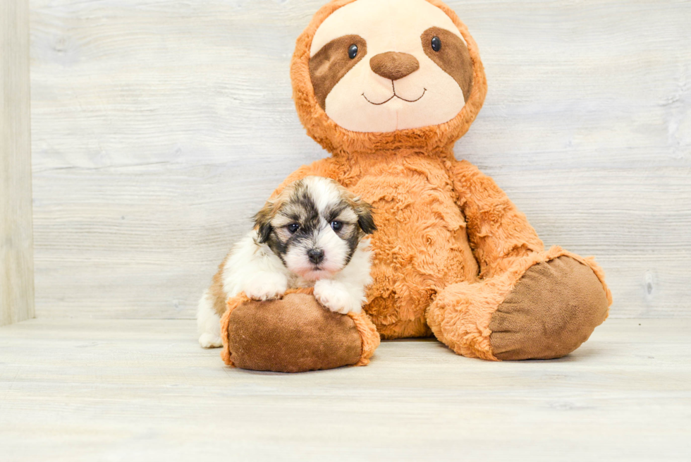 Havanese Puppy for Adoption
