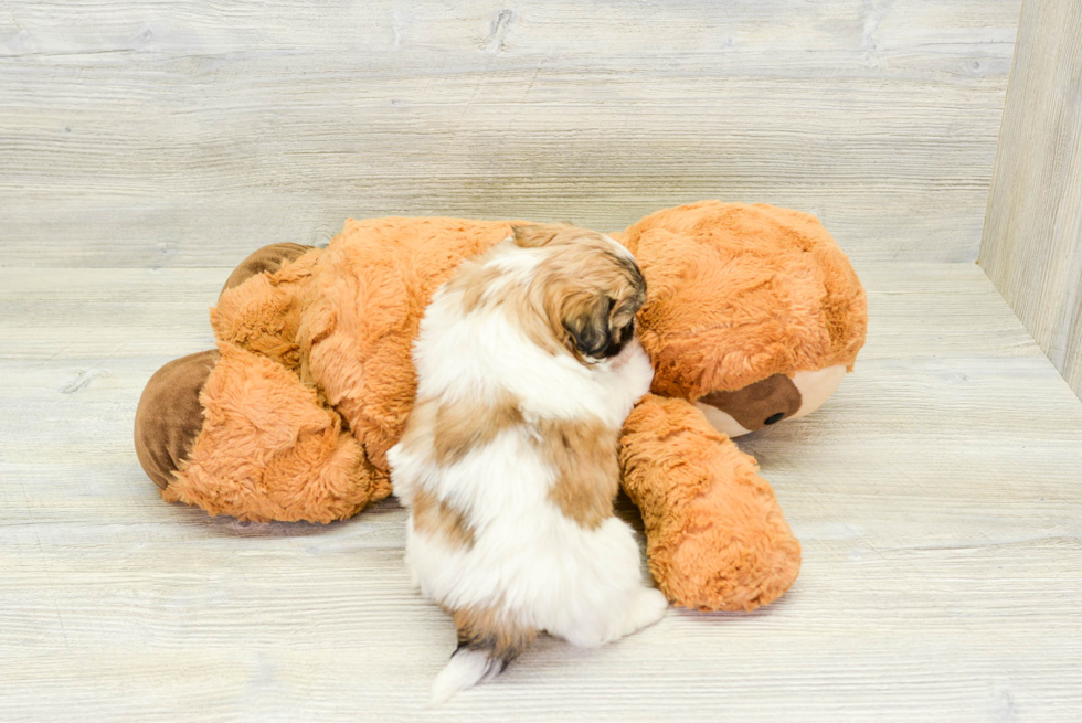 Havanese Puppy for Adoption