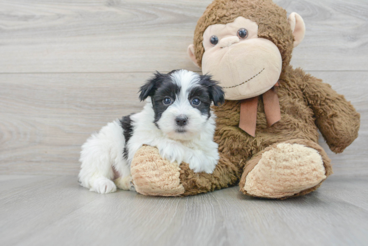 Havanese Pup Being Cute