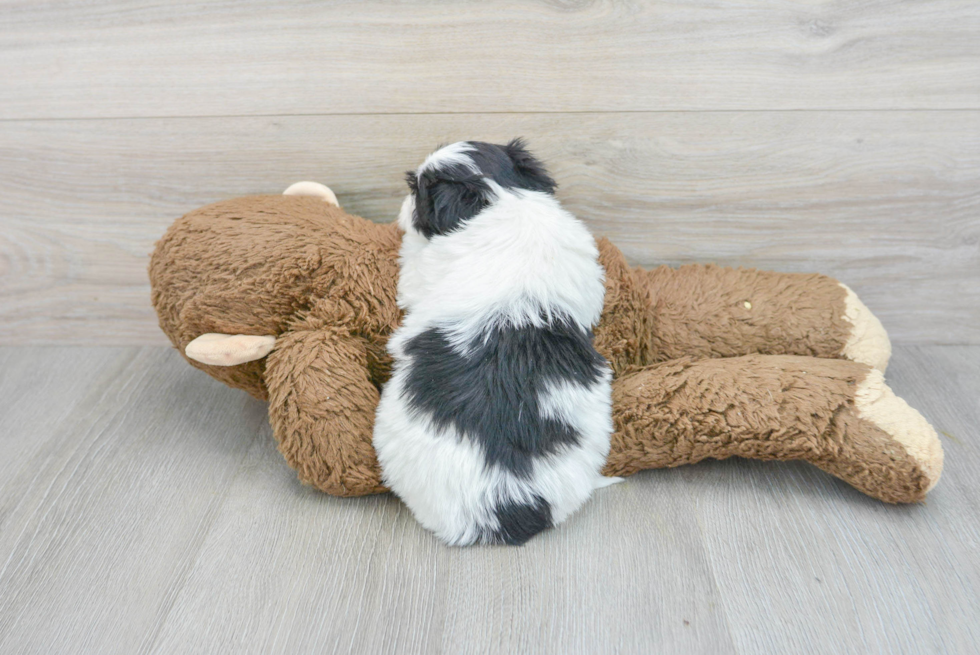 Havanese Pup Being Cute