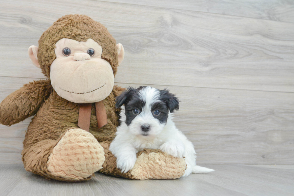 Playful Havanese Purebred Pup