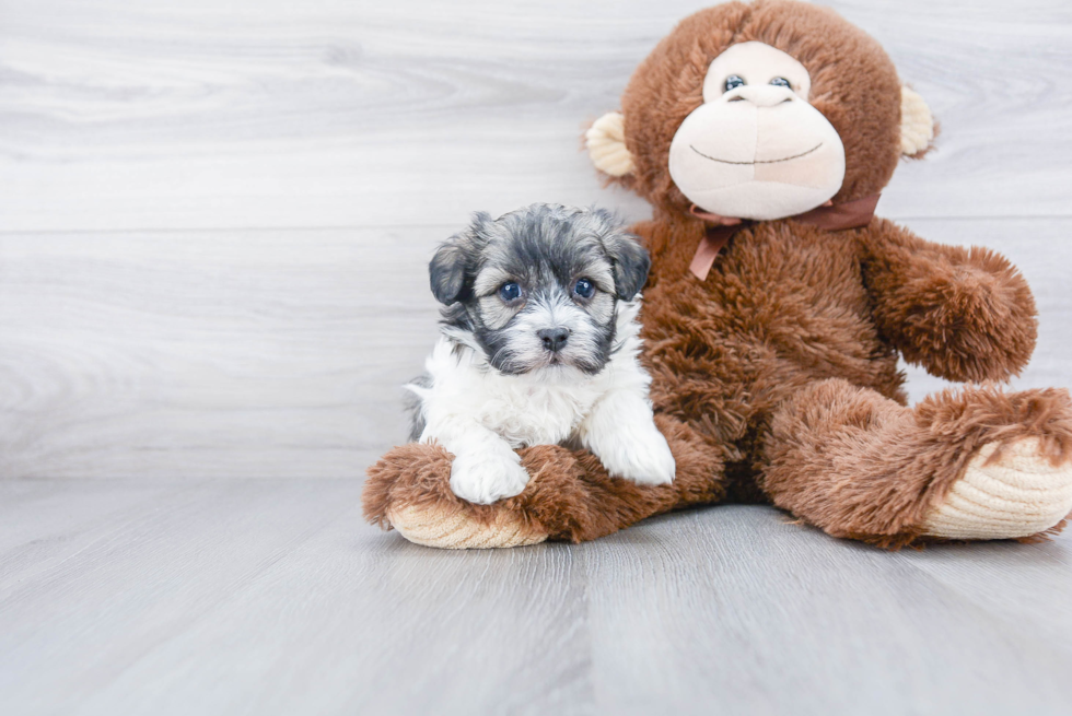 Best Havanese Baby