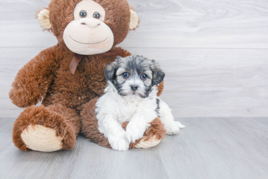 Havanese Puppy for Adoption