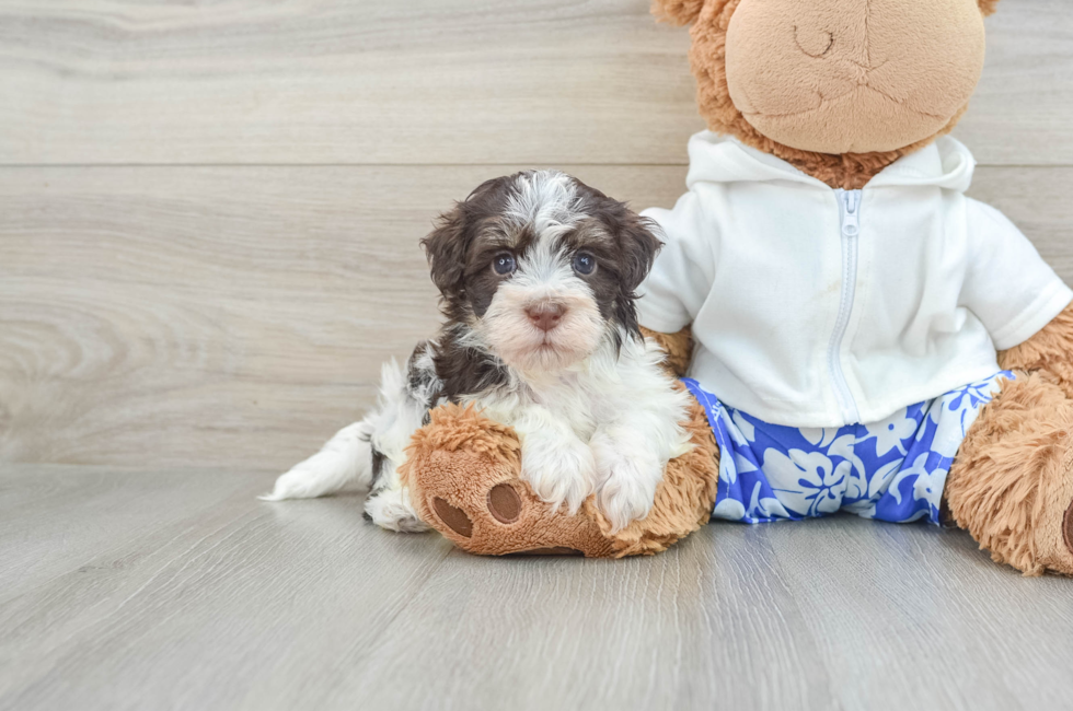 7 week old Havanese Puppy For Sale - Premier Pups