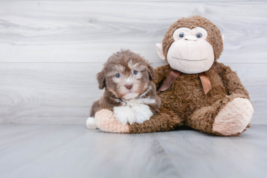 Popular Havanese Baby