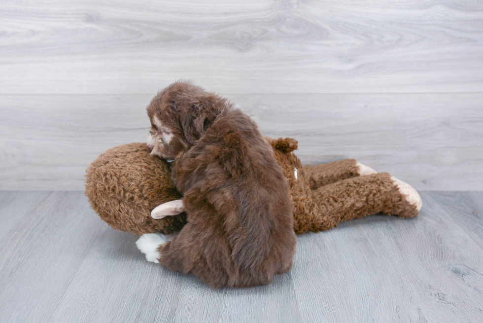 Playful Havanese Purebred Pup