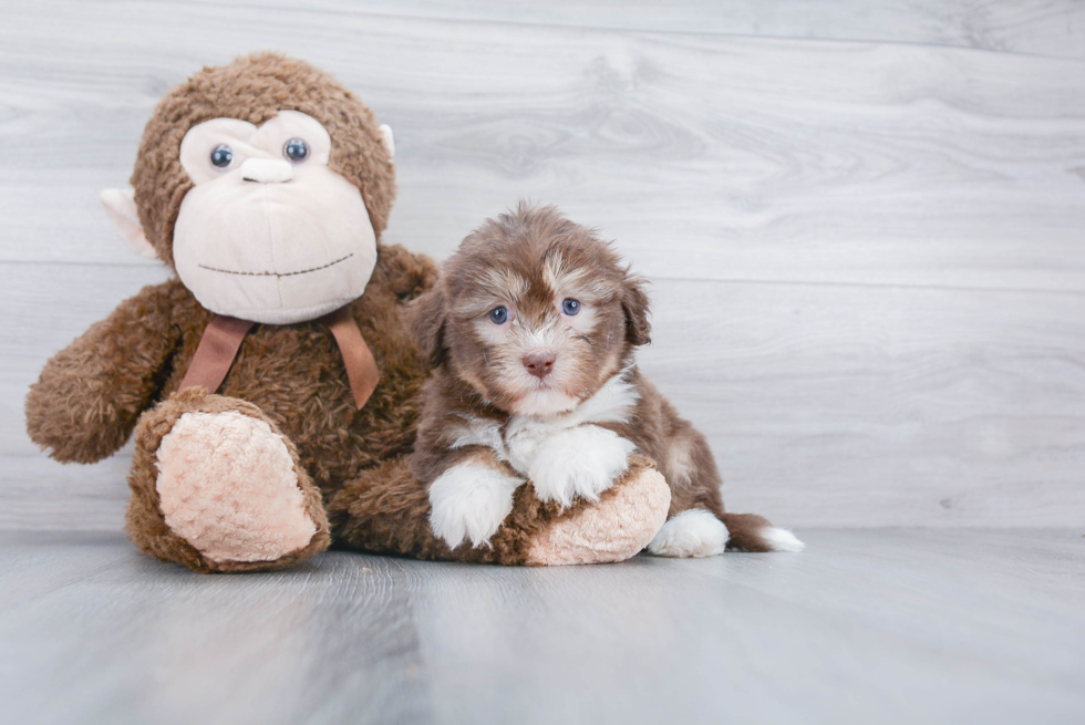 Funny Havanese Purebred Pup