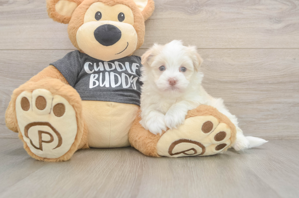 5 week old Havanese Puppy For Sale - Premier Pups