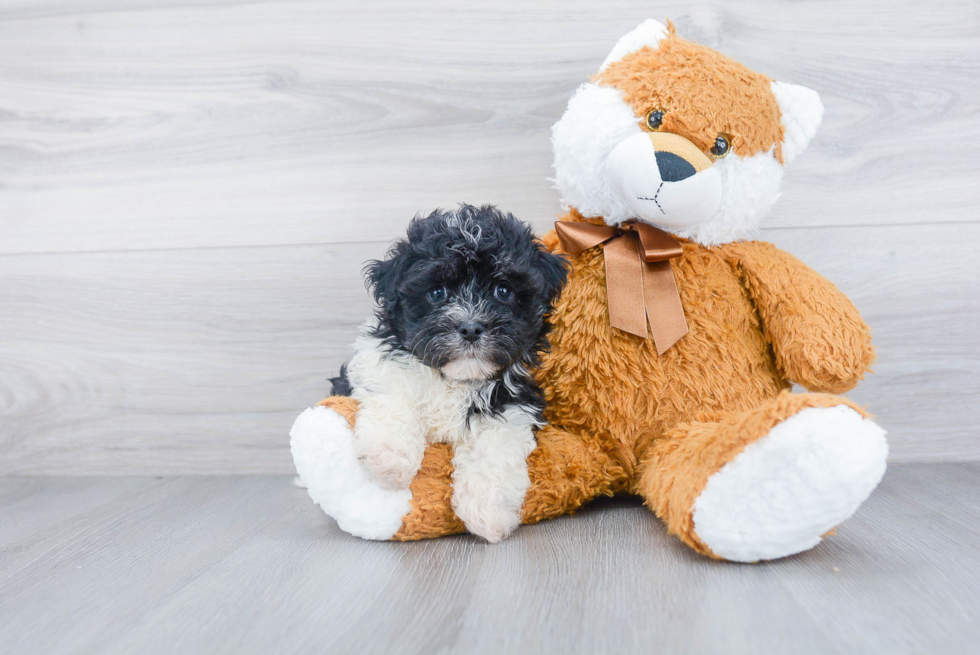 Havanese Pup Being Cute