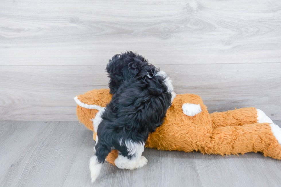 Petite Havanese Purebred Puppy