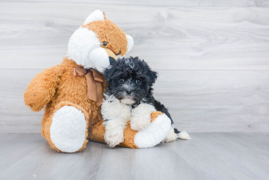 Smart Havanese Purebred Puppy