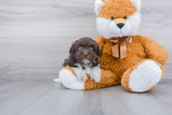 Havanese Pup Being Cute