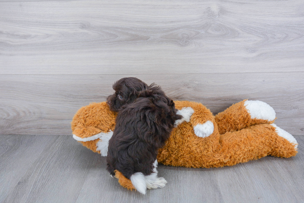 Havanese Puppy for Adoption