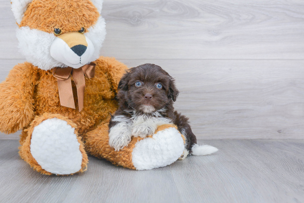 Havanese Pup Being Cute