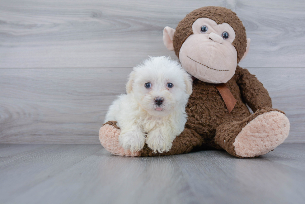 Best Havanese Baby