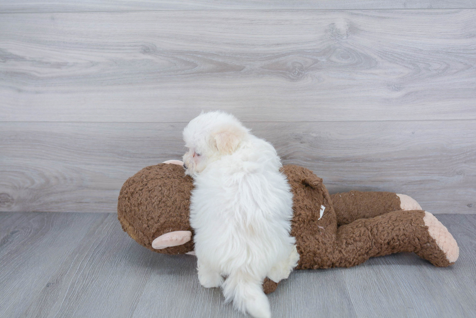 Havanese Pup Being Cute