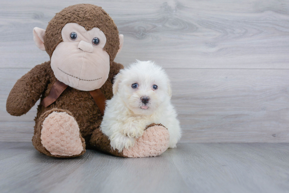 Havanese Puppy for Adoption