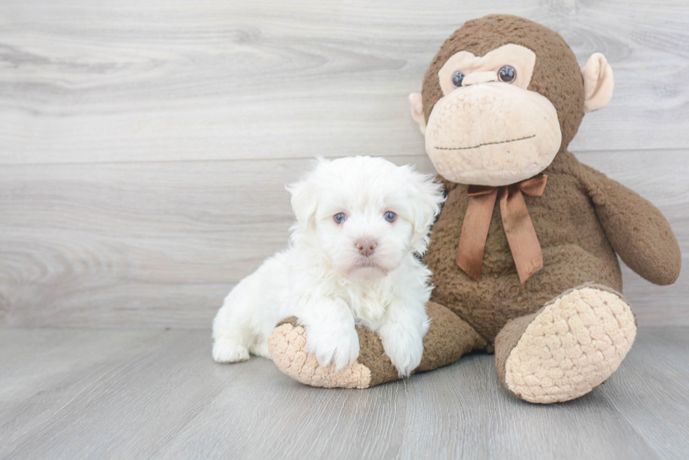 Best Havanese Baby