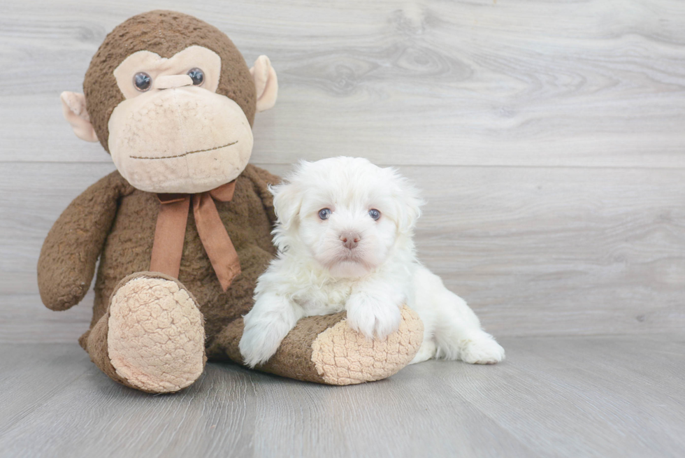 Havanese Pup Being Cute