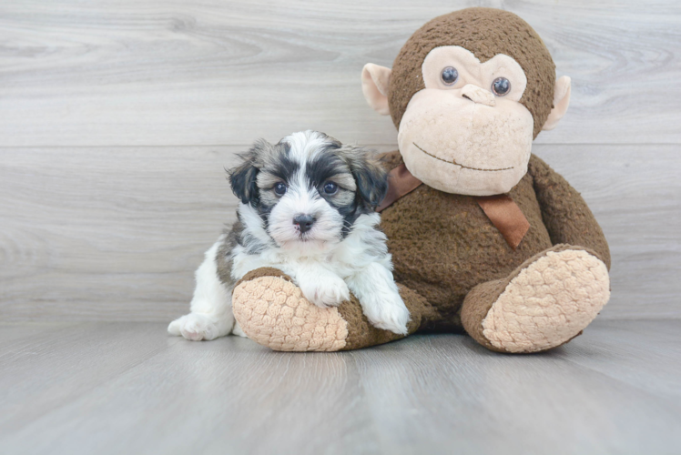 Havanese Pup Being Cute