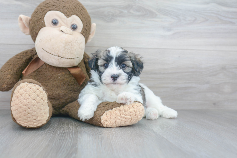 Havanese Puppy for Adoption