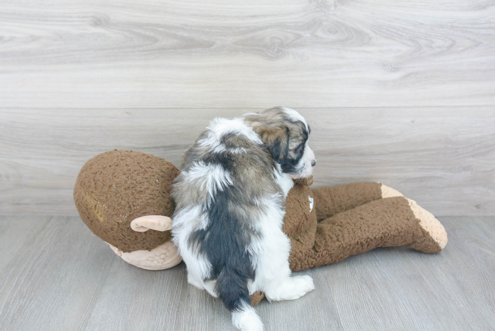 Best Havanese Baby